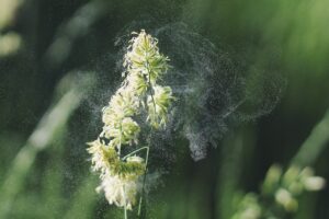 COVID-19 or allergies? What to look for and how to reduce seasonal symptoms